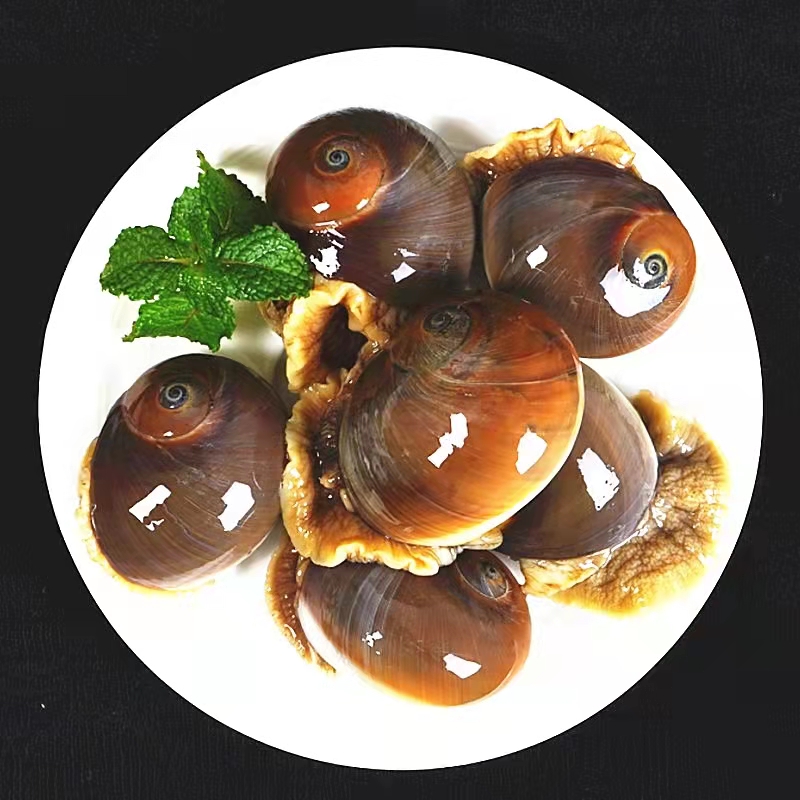 安峰山【鲜活猫眼螺】海鲜鲜活猫眼螺 香螺沙螺玉螺大香螺翡翠螺 大号