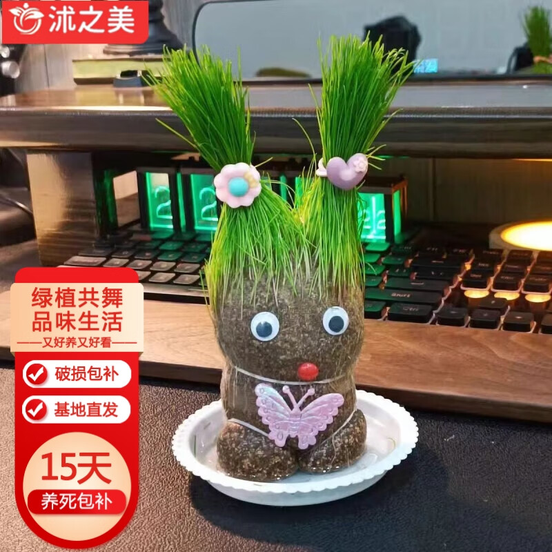 沭之美草头娃娃可爱表情创意绿植盆栽长草娃娃随机形状+塑托 源头直发