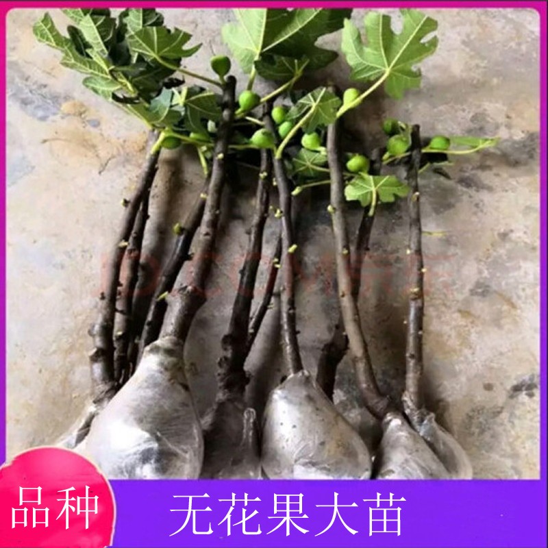 HUAHUIYOU无花果树苗果树苗波姬红盆栽地栽南北方四季种植当年结果发货 六年苗【结果超多备注品种】 81cm(含)-110cm(含)