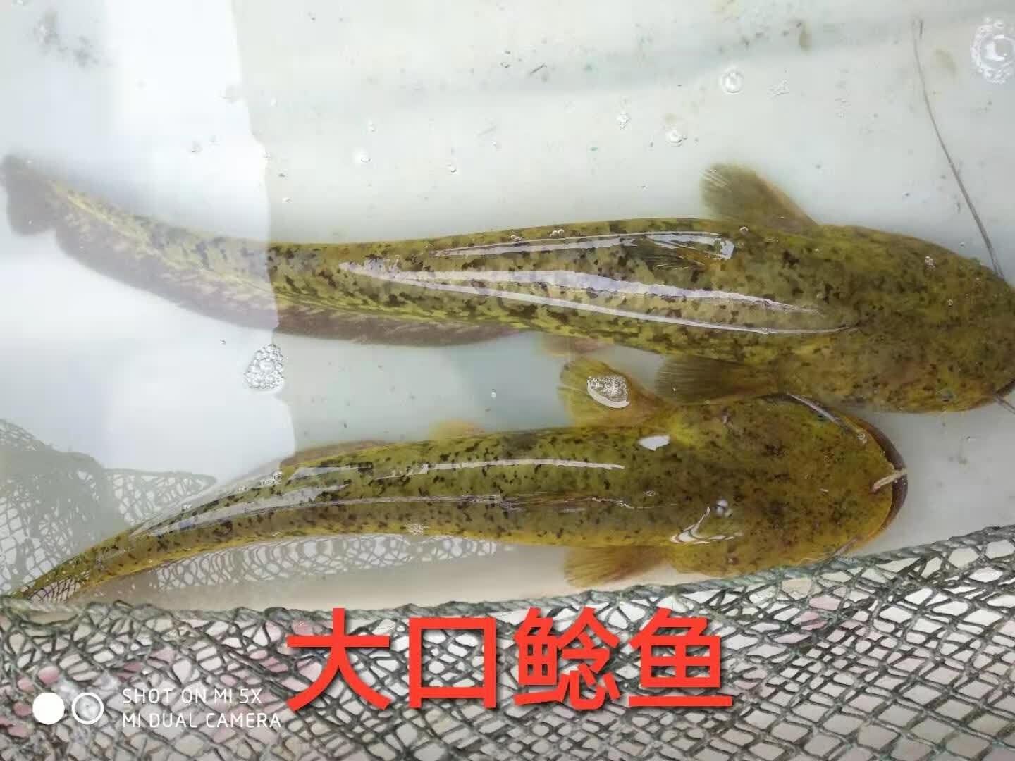 南方大口鲶鱼活体淡水养殖大口鲶鱼土鲶鱼大口鲶鱼黄辣丁鱼 大口鲶1条