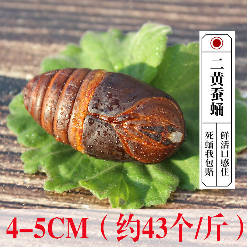蚕蛹新鲜蝉蛹鲜活东北特产茧蛹子大黄柞活体500g金丝蛹活 4-5cm二黄蛹