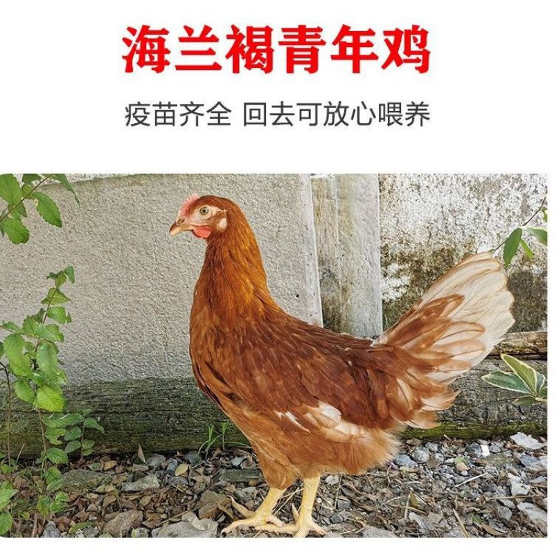 淼然阁淼然阁产蛋王海兰褐下蛋鸡活鸡包活到家海蓝褐绿壳鸡青年土鸡 2