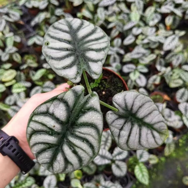 绒植物室内土培水培桌面进口观叶耐阴花卉 [白犀牛小苗15cm]3-5片叶子