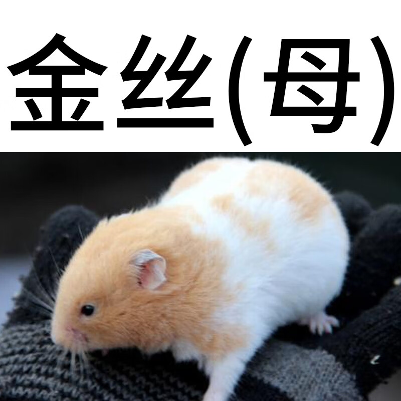姬卉米熊活物疫苗已打小宠物仓鼠金丝熊米鼠活体巨型熊类鼠大仓鼠贵族