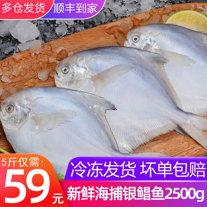 猫大厨 银鲳鱼2500g5斤海鲜冷冻 深海白鲳鱼新鲜水产平鱼