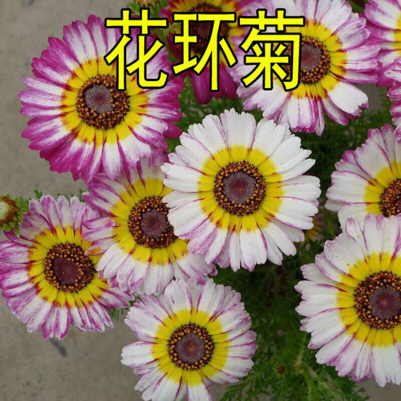 思取花环菊种子混色四季室内阳台盆栽植物花草观赏花种子花卉种籽