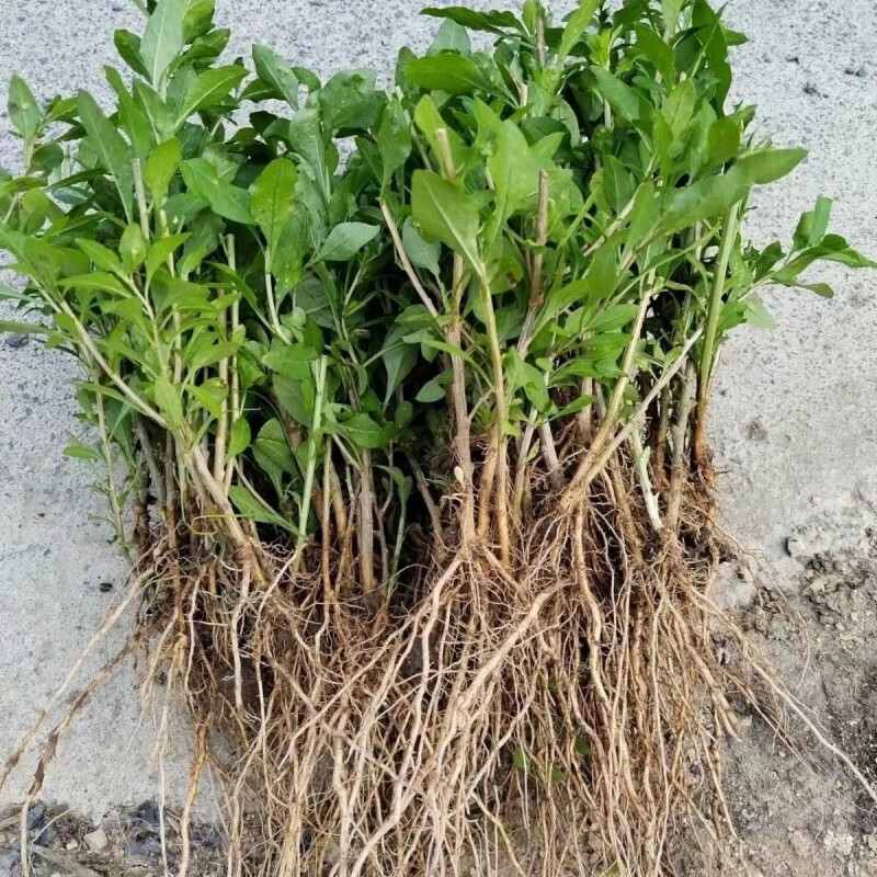 枸杞苗新鲜野菜枸杞菜嫩苗现发现摘应季蔬菜枸杞苗清火养目枸杞苗