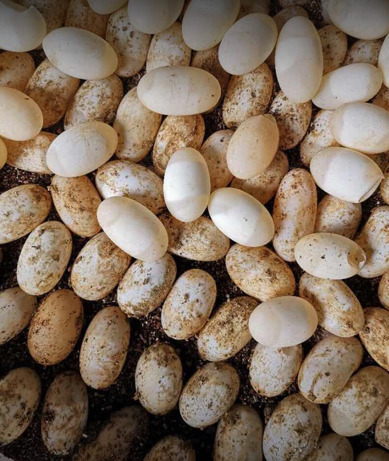 可孵化受精乌龟蛋中华草龟巴西龟活物小宠物龟受精蛋花龟鳄龟 食用