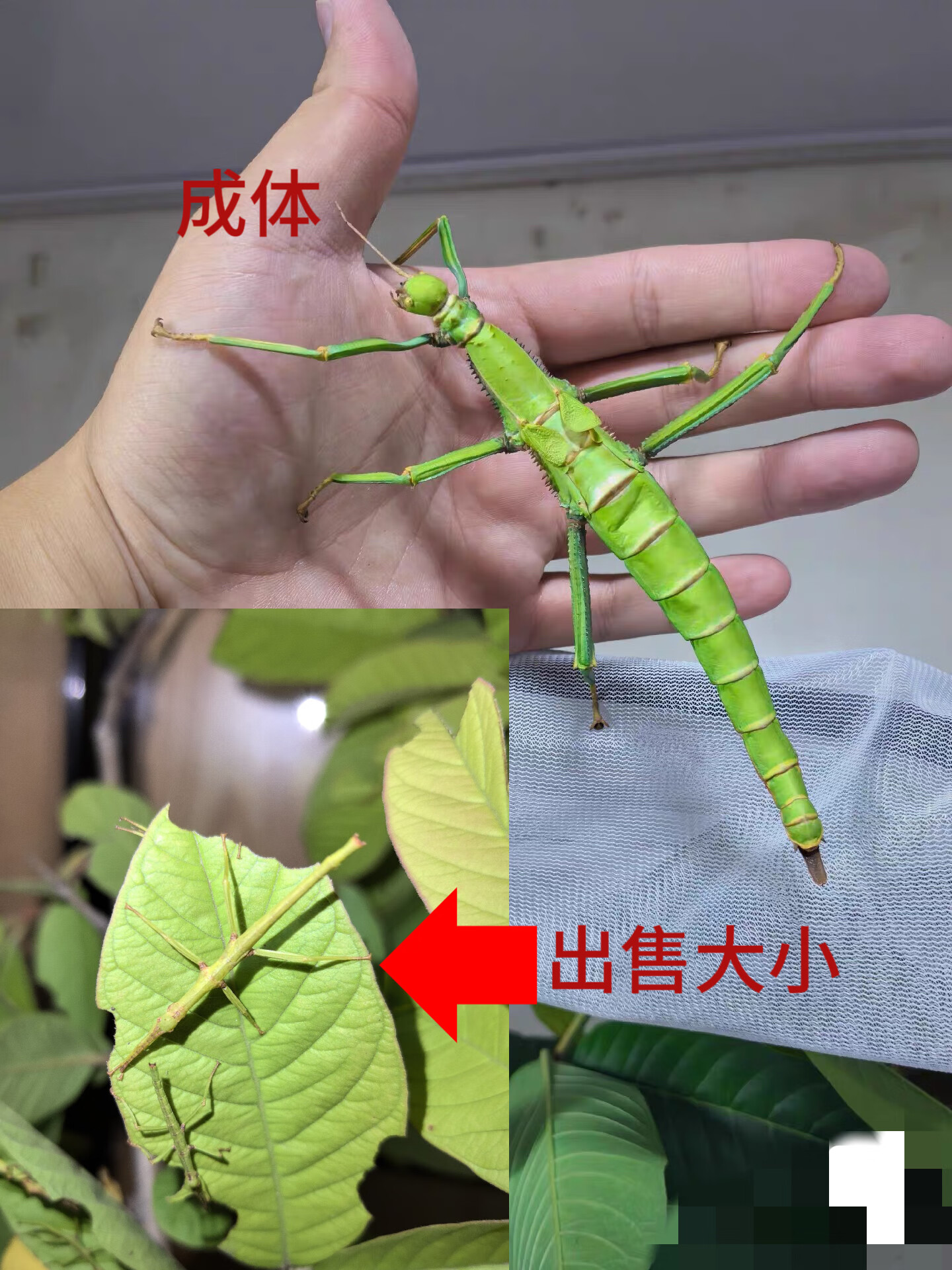 竹节虫小朋友礼物学生科普昆虫兰花螳螂跳蛛微距摄影 绿椒巨型竹节虫