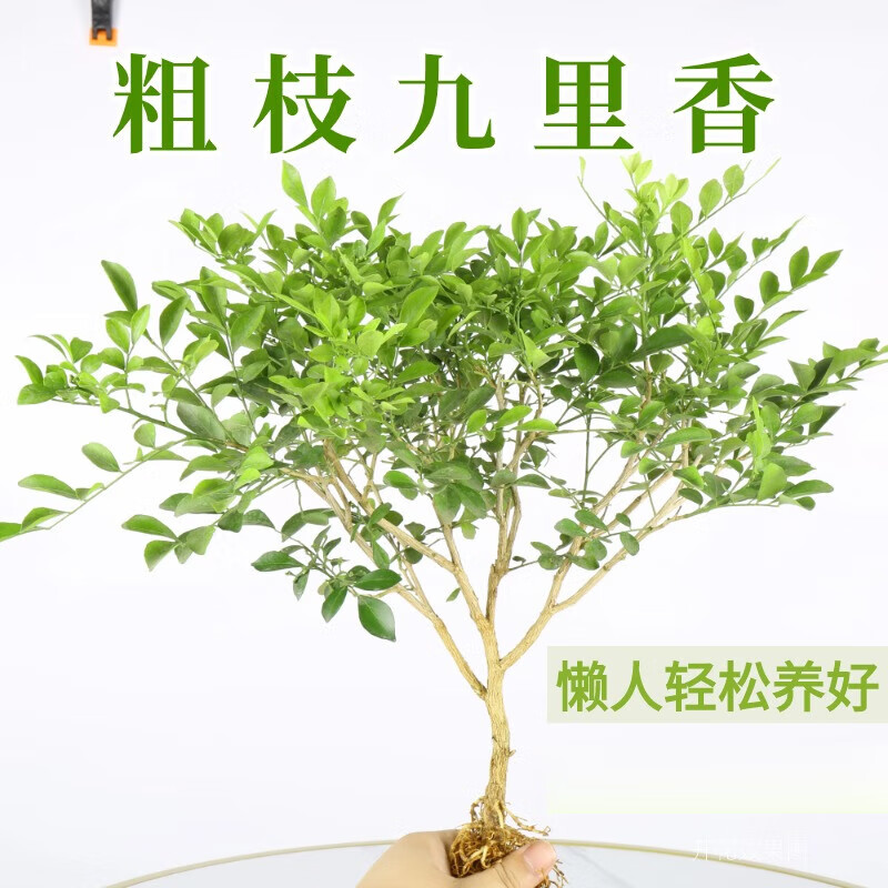 粗枝强根九里香40-45cm【不带花瓶】  含盆