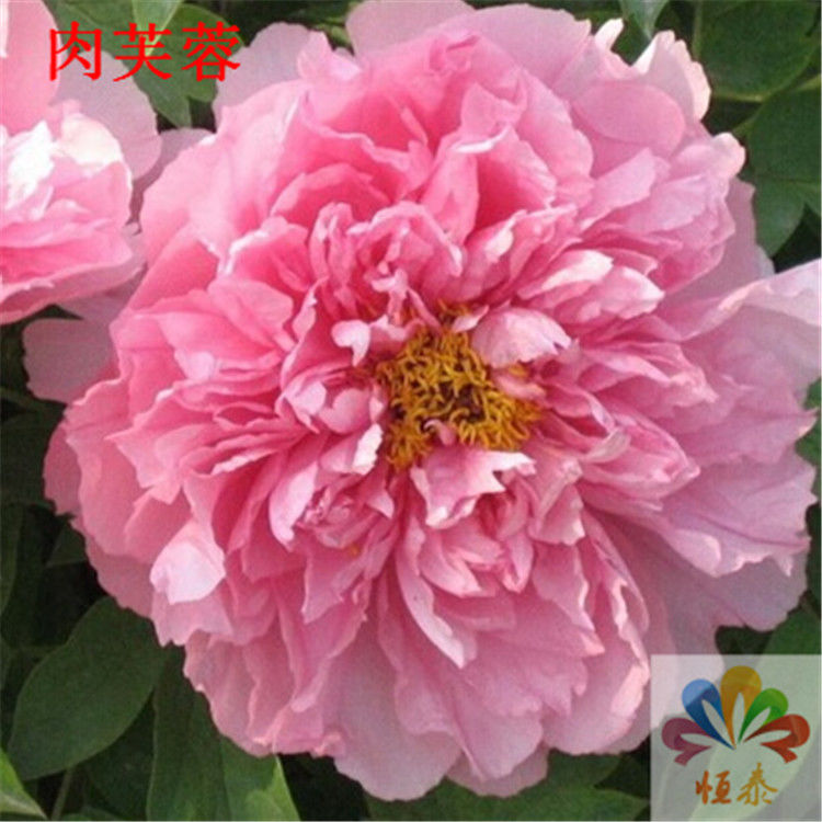 正宗观赏牡丹菏泽牡丹花树秋季盆栽庭院洛阳牡丹王花卉绿植花苗 肉