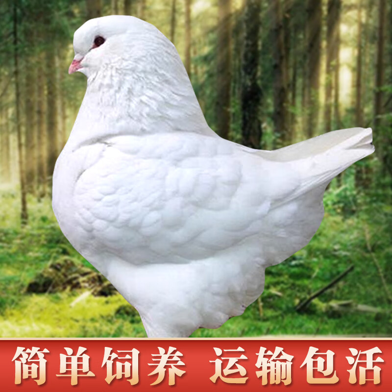 oimg纯种元宝鸽子活公母一对观赏鸽钟鸽公斤鸽肉鸽一公一母顺丰 白色