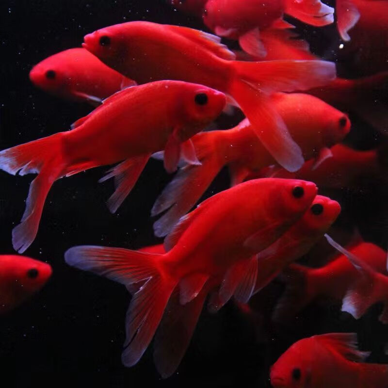 贝冠奇冷水观赏鱼红鹦鹉血鹦鹉葡萄眼黑眼金鱼冷水鹦鹉鱼活体活鱼 冷水鹦鹉4条 12-15cm