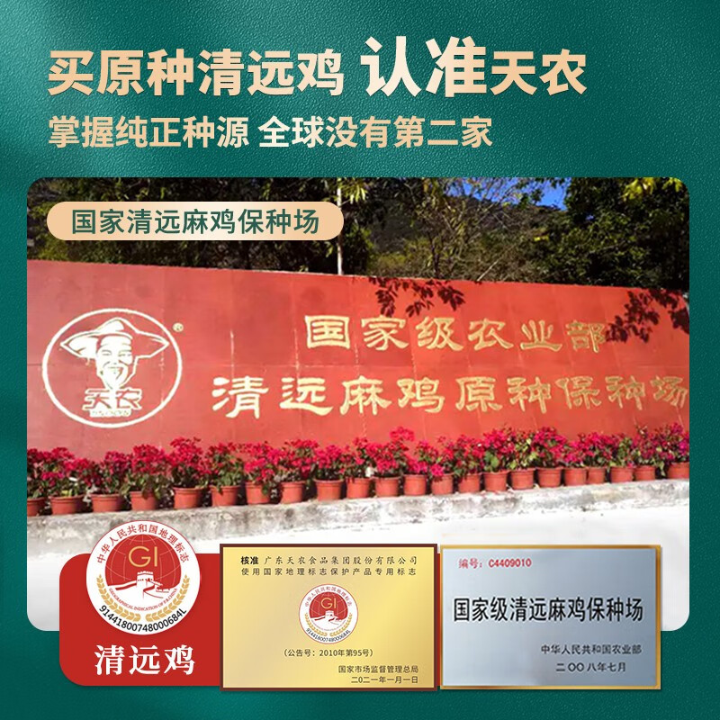 天农清远鸡小公鸡1.2斤-1.6斤整只冷冻生鲜鸡肉农家散养 清蒸烤鸡食材 清远小公鸡800g*2只