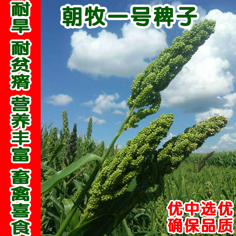 菜友菜友朝牧一号抗旱耐盐碱健宝雀叶稗养猪牛羊鹅水草水稗籽高产牧草