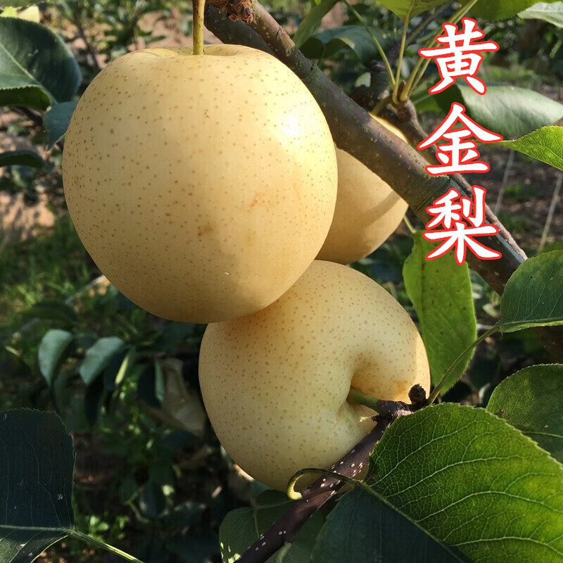 其他品牌黄金梨树苗嫁接梨子苗黄金脆甜树苗当年结果南方北方种植果树
