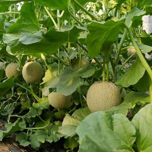 良蚨鲜海南玫珑瓜网纹瓜 静冈香甜蜜瓜新鲜哈密瓜水果9斤装孕妇水果礼盒 网纹瓜 5斤装 2-4个