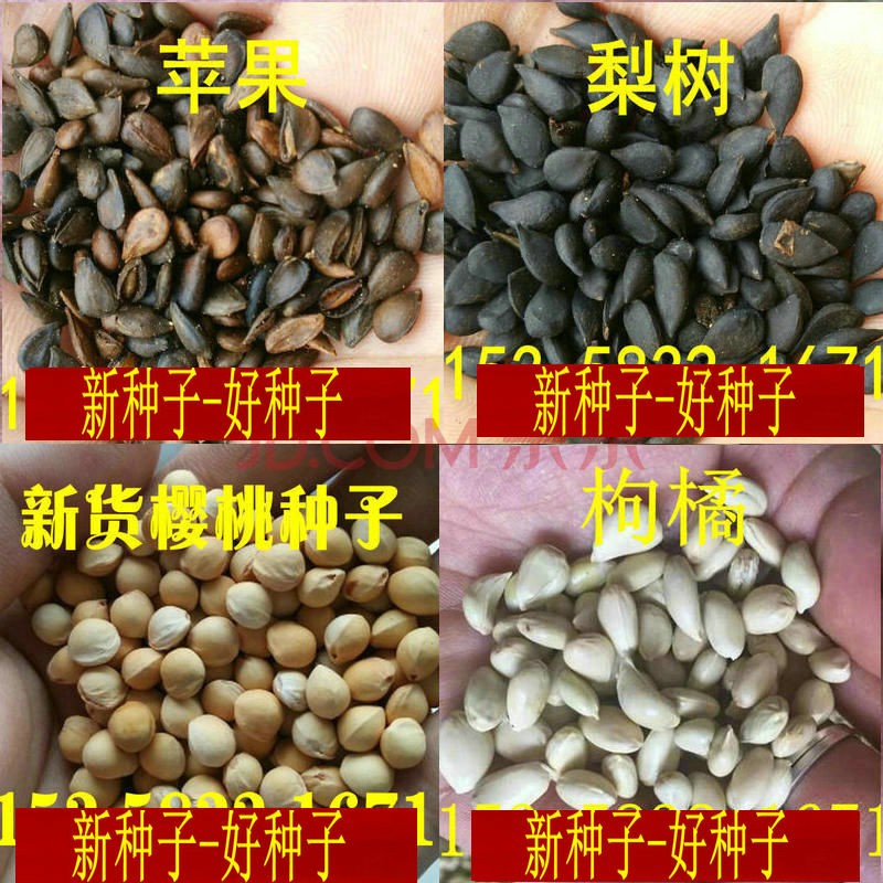 阳澄约定苹果种子酸梨杜梨树籽山樱桃棠梨山丁子甜茶木瓜八棱海棠枳壳