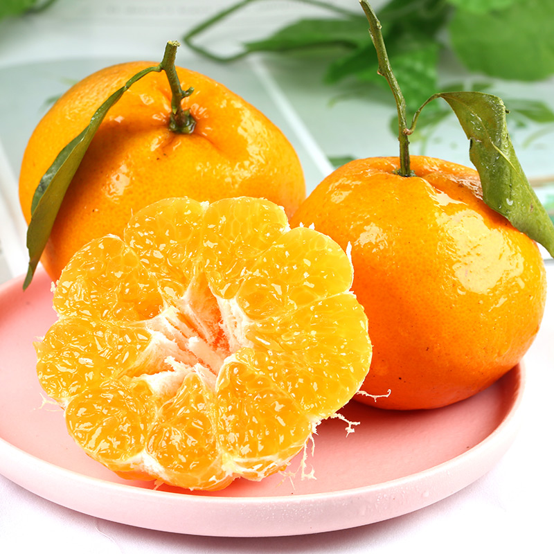 uncle lemon四川春见耙耙柑当季新鲜水果丑橘丑柑整箱高山种植产地现摘现发 5斤 大果【真心甜甜】新鲜现摘丨个头均匀