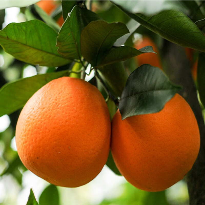 电商橙子价格变化查询|橙子价格走势图