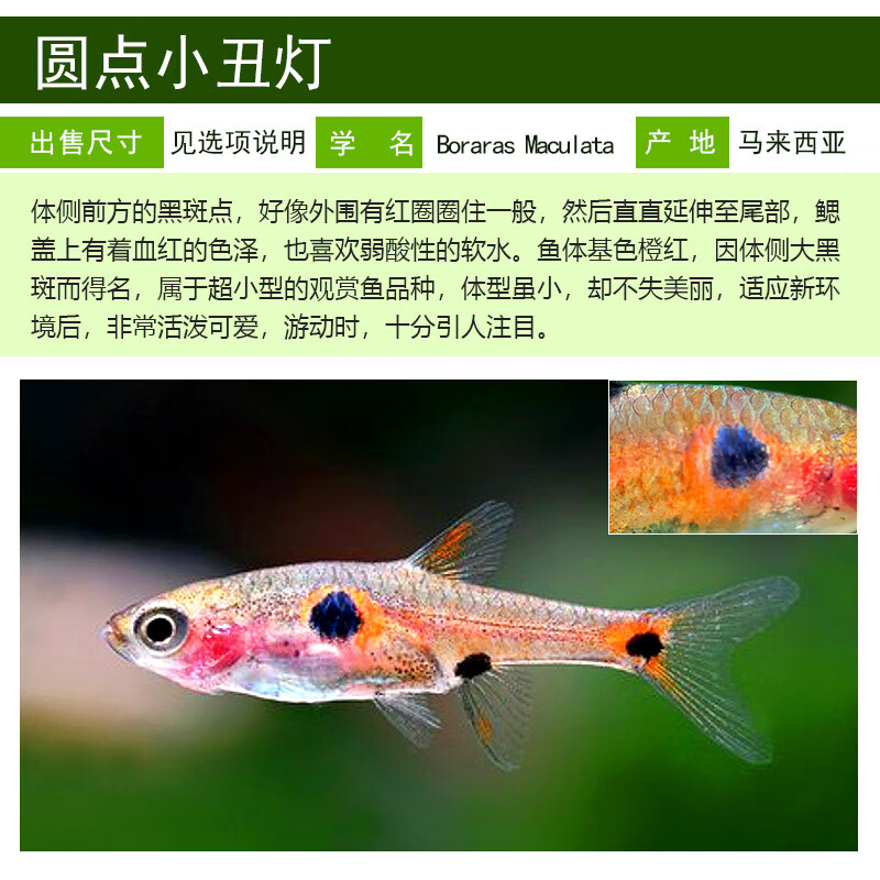小丑灯鱼迷你小型灯科鱼淡水热带鱼群游一线绿线玫瑰红蚂蚁灯活体
