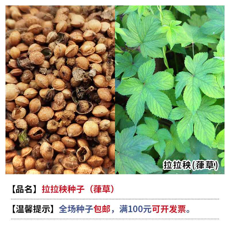 苗200粒葎草种子兔子饲料牧草南北方四季易种律草种籽小苗 拉拉秧种子