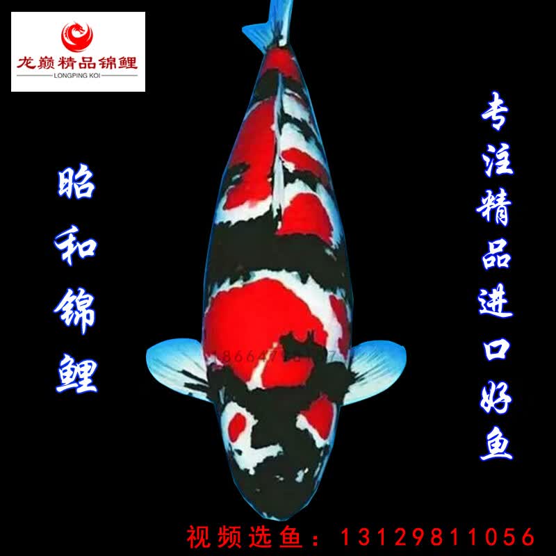 鲤与你龙巅精品锦鲤纯种日本锦鲤活鱼活体观赏鱼大型锦鲤鱼精品高端冷水鱼水族 纯正 15-20试缸或池鱼怎么样,好用不?