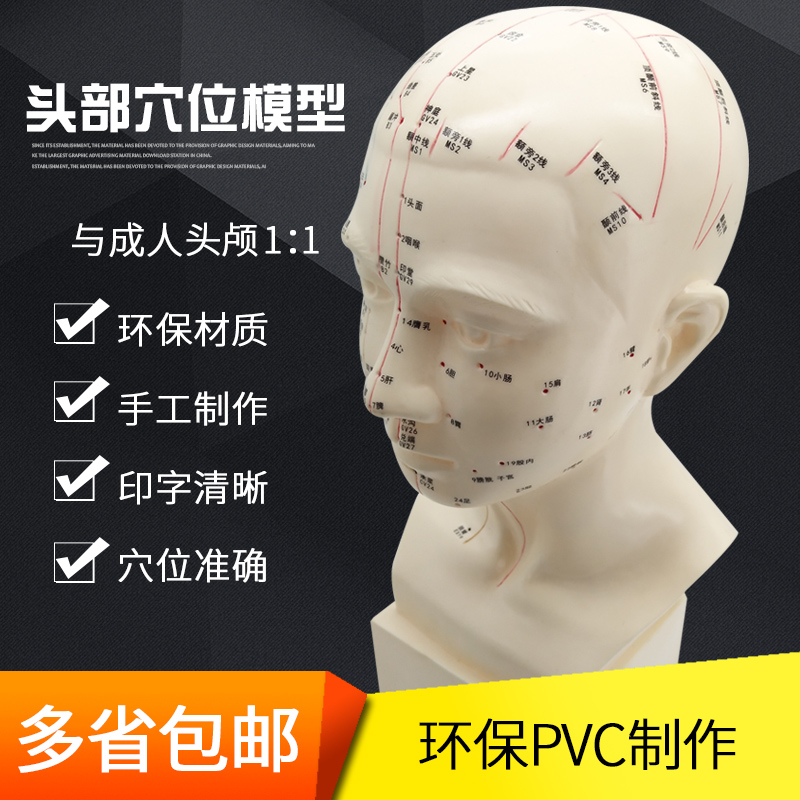 人体头部穴位模型针灸假人头模中教学经络图腧穴按摩美容教具 摩美容