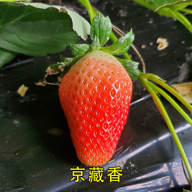 苗带盆带土四季阳台盆栽奶油盆栽树苗带花带果草莓种子苗批发 金藏香