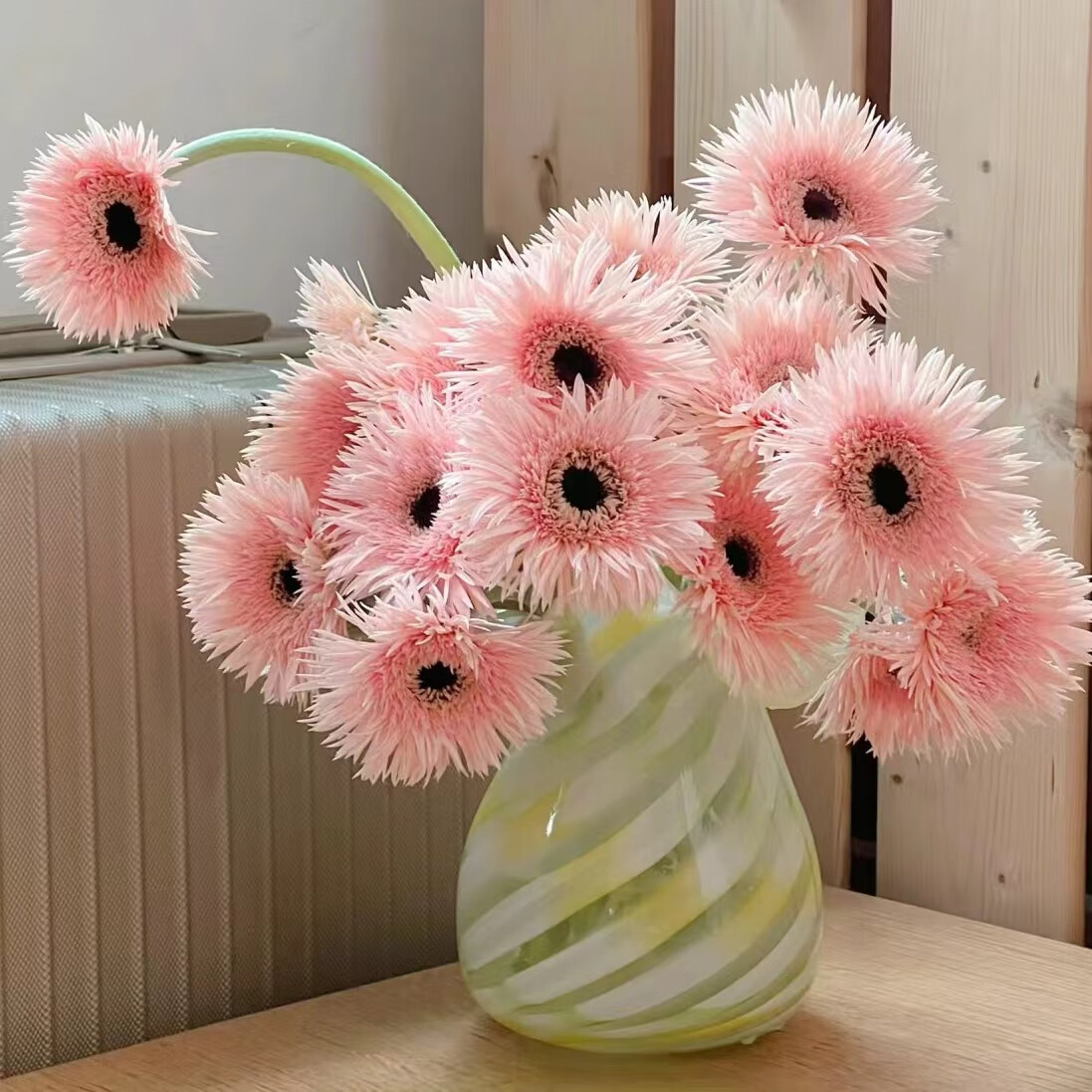 斗南非洲菊弗朗花可选颜色数量-8.