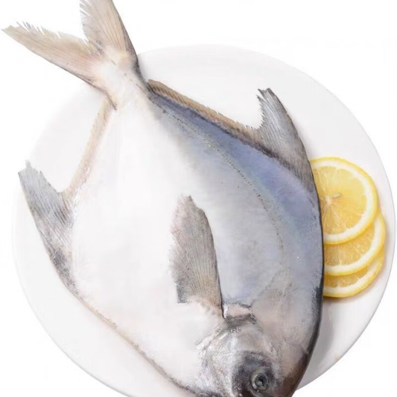 燕江澜白鲳鱼银鲳鱼平鱼晶鱼鳊鱼特大银鲳平鱼特级海捕2条/斤1条/斤