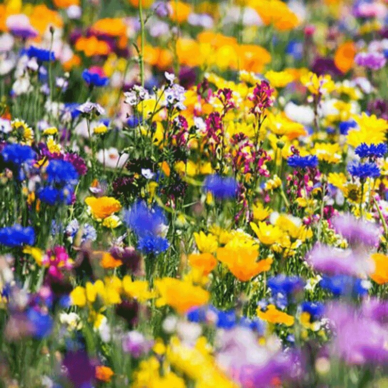 花草林木类价格分析助手|花草林木类价格比较