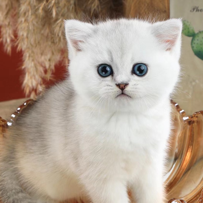 猫咪活物小猫咪幼崽小猫活物英国短毛猫广州猫咪猫舍 精品级银渐层 母