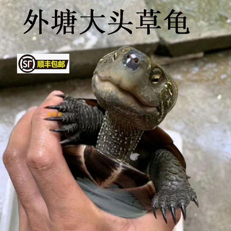 外塘草龟大头草龟宠物龟大头小乌龟观赏黑腹乌龟墨龟活物 2-3厘米 1个