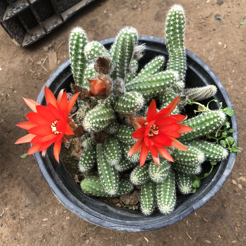 鼠尾掌 仙人指 白檀 多肉毛毛虫会开花的仙人掌办公桌盆栽 仙人指一盆