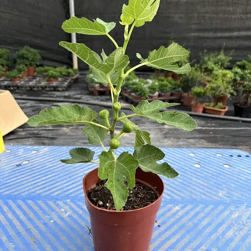 无花果花卉绿植盆栽苗阳台庭院带果可以食用吃四季开花好养耐热 1棵