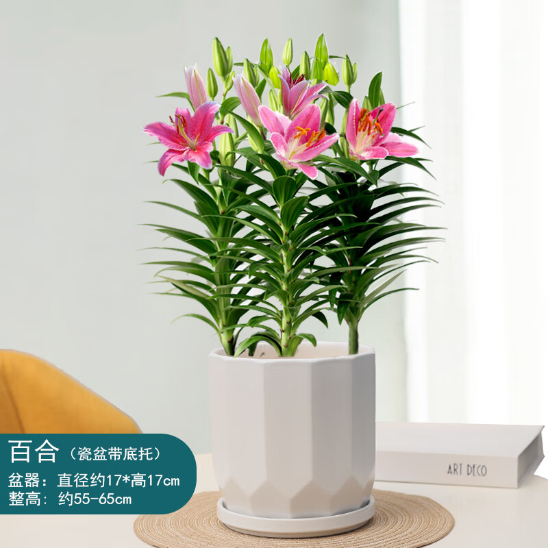手耕田百合花盆栽香水百合鲜花室内阳台开花植物办公室四季好养观花
