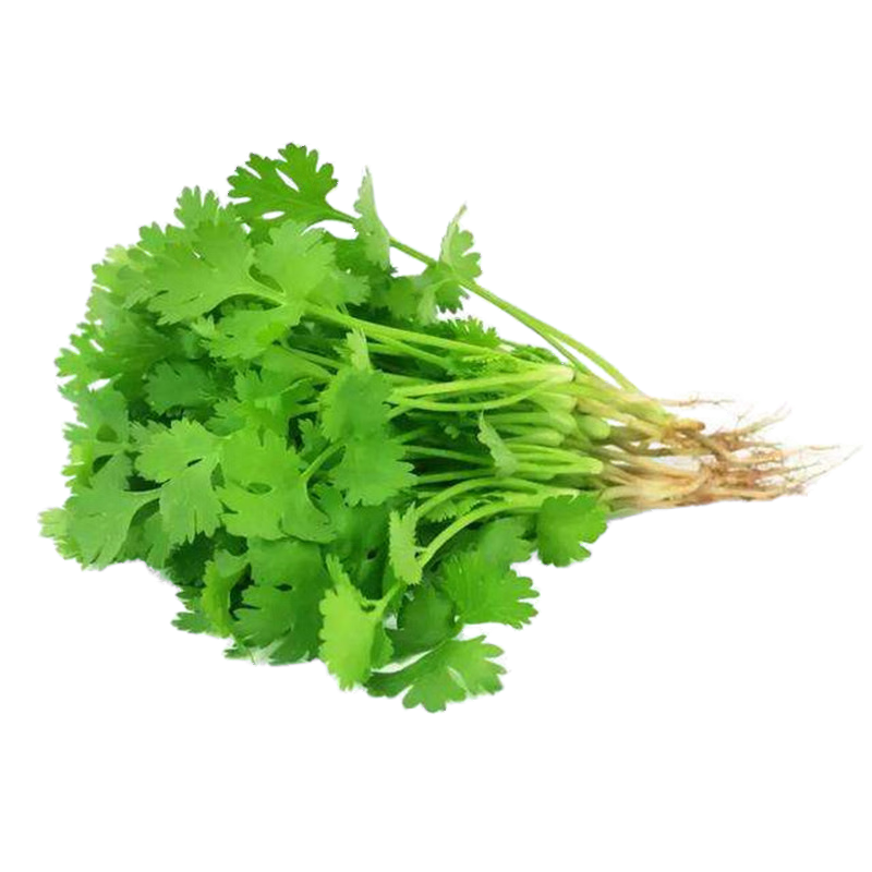 大葉香菜種子老品種香菜春秋季陽臺(tái)盆栽芫荽種子耐寒耐熱蔬菜種籽 大葉香菜種子【1包 約600粒】