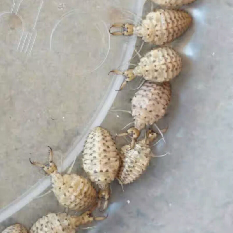 活体金沙牛蚁狮金沙牛活体纯下单现挖倒退虫药食滋补