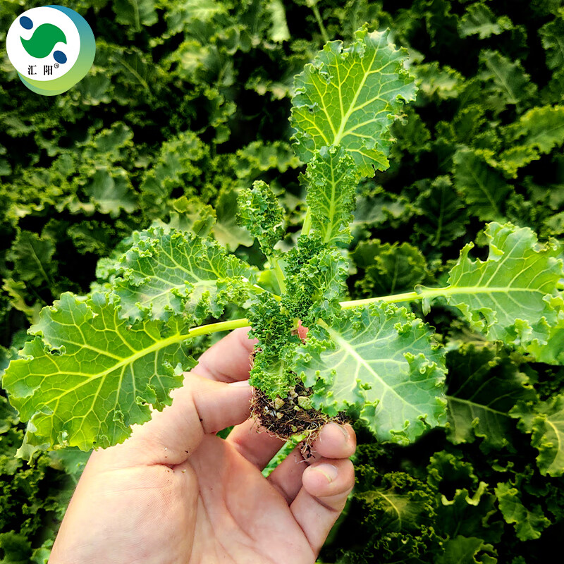 汇阳羽衣甘蓝苗观赏蔬菜苗子 绿羽衣甘蓝苗 5棵/可食用可观赏