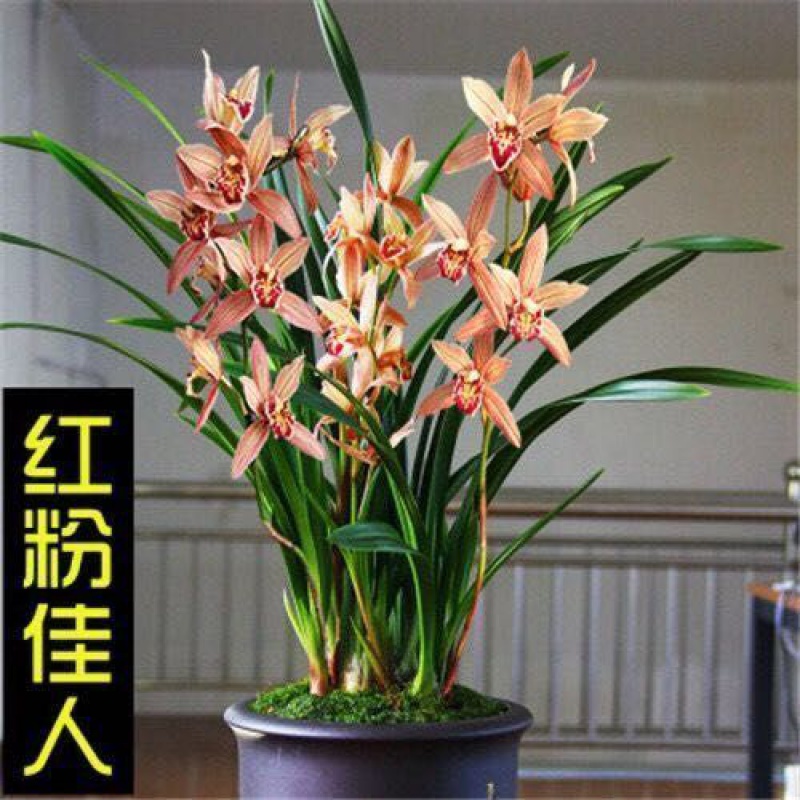 【精选】兰花盆栽浓香型兰花绿植花卉盆栽四季兰花苗好养易活耐寒