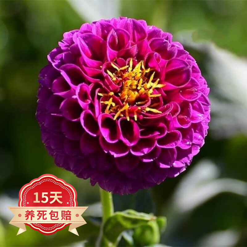 大丽花球根花卉地瓜花大丽花种球花大庭院阳台盆栽地栽 拉姆 3球 盆