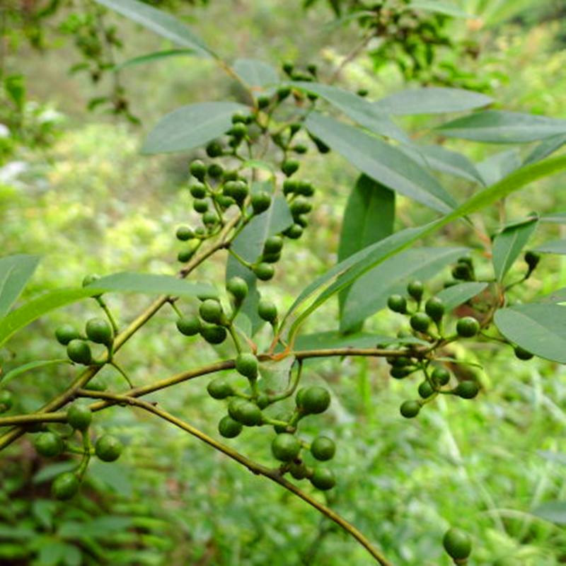 霜魄 胡椒树苗基地山胡椒树苗庭院风景树木姜子苗椒盆栽香料木姜油