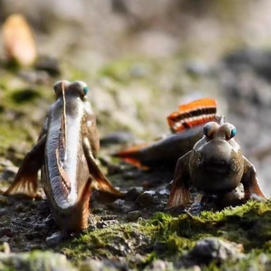 跳跳鱼宠物弹涂鱼红鳍淡水鱼观赏鱼海水鱼滩涂鱼萌宠易养易活包损 3-5