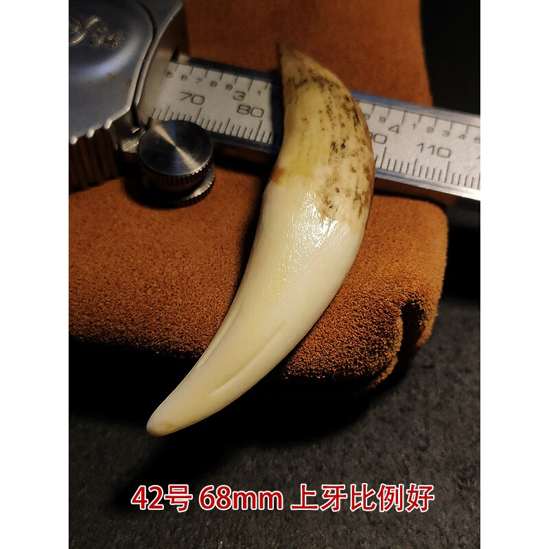 帛灵(boling)6厘米特大原始骆驼牙齿吊坠男女狼牙形项链饰品个性挂件