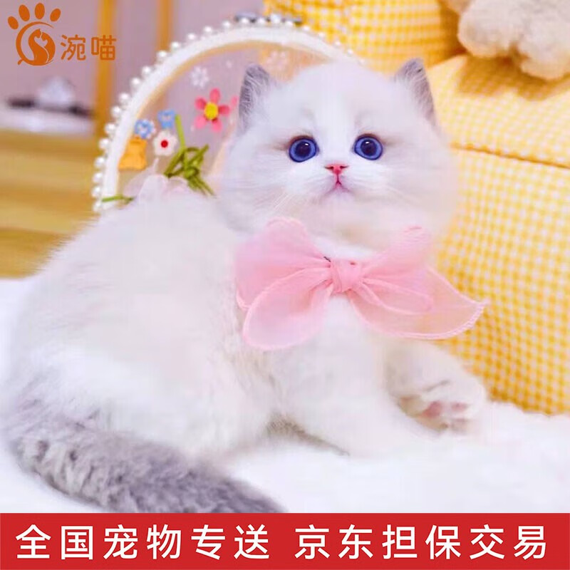涴喵【视频选宠】布偶猫活体海双蓝双重点色布偶幼猫幼崽蓝眼睛 血统