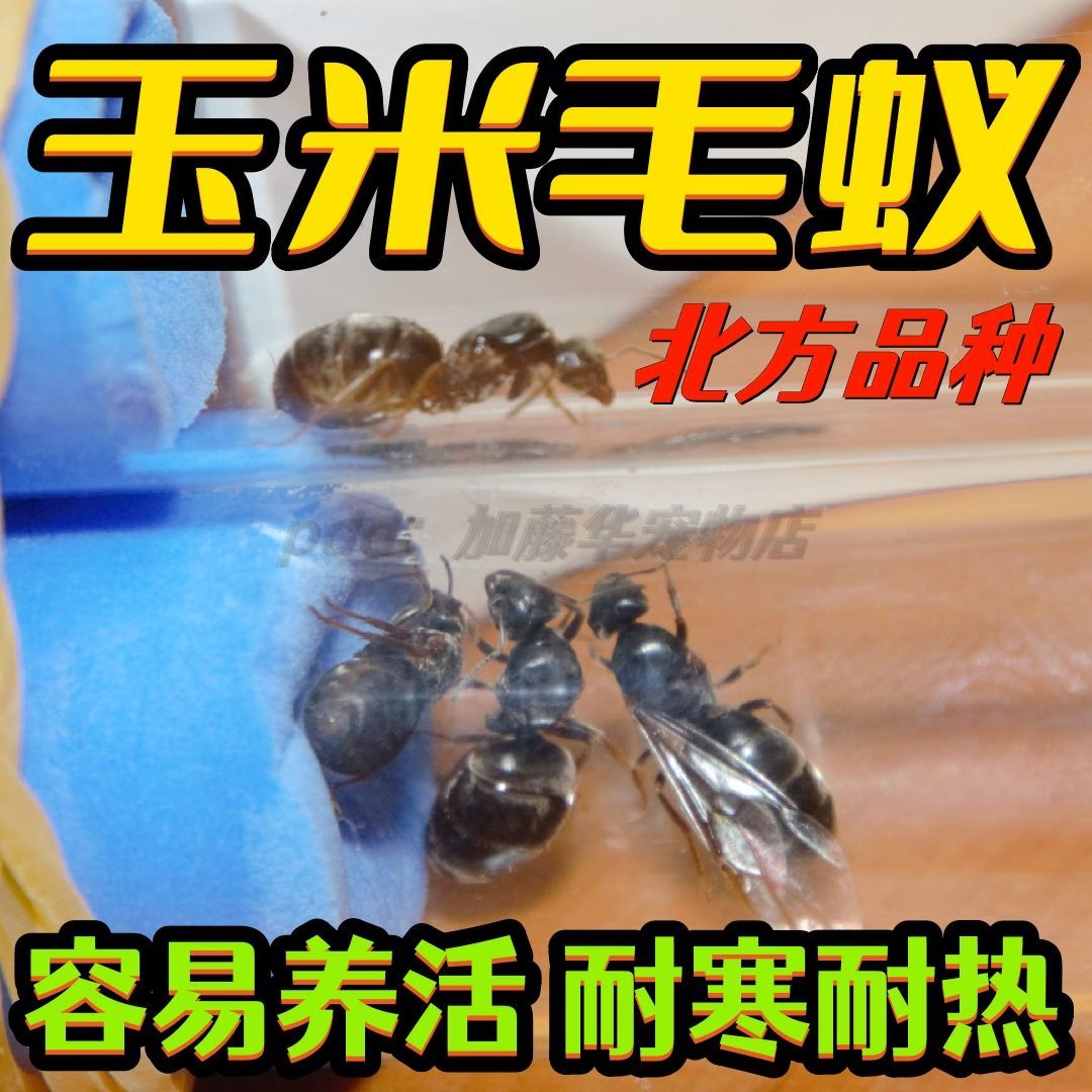 玉米毛蚁蚁后宠物蚂蚁蚁巢异宠日本弓背蚁大头蚁收获蚁巨首蚁 1后2-5