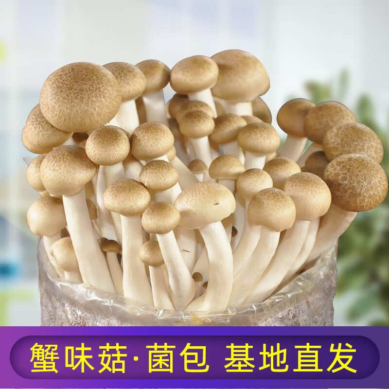 蟹味菇-高产升级款 1袋装