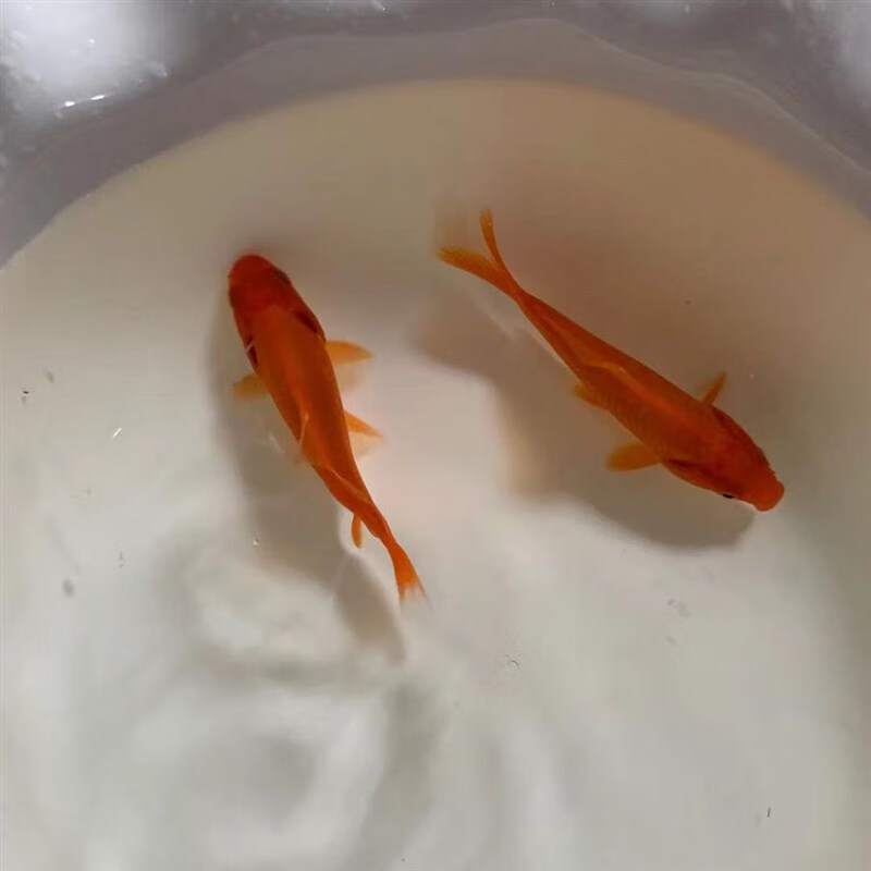 墨一锦鲤黑色红色锦鲫鱼红草鱼锦鲤苗淡水冷水观赏鱼好养易活饲养简单