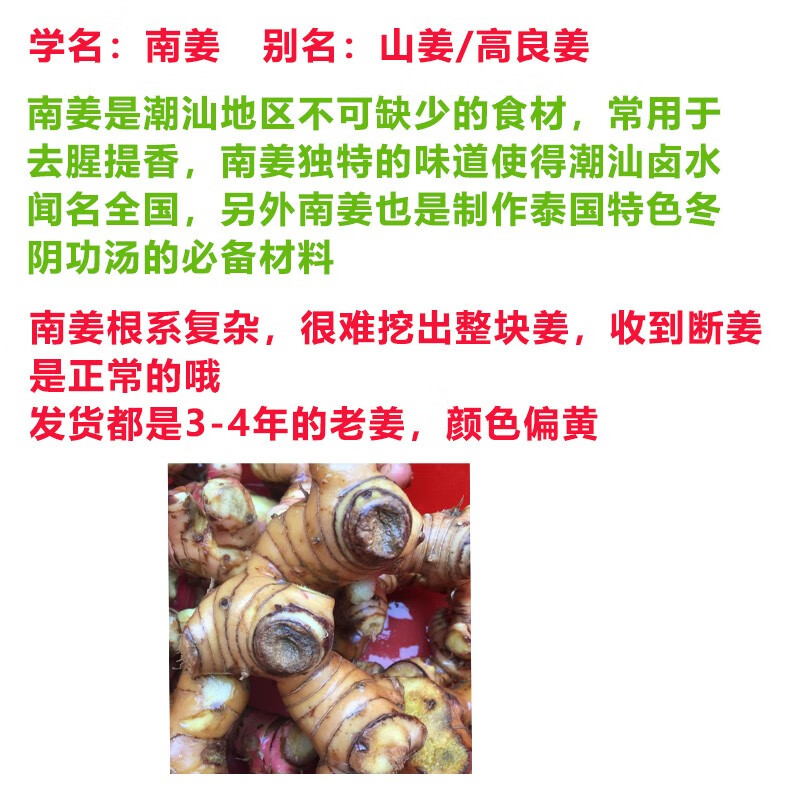 广东潮汕南姜 野山姜 高良姜  新鲜蔬菜 1斤装  3年以上老姜  偏硬 有